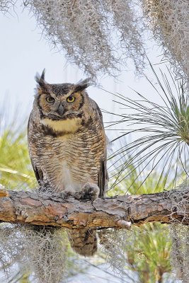 _MG_2213 Great Horned Owl.jpg