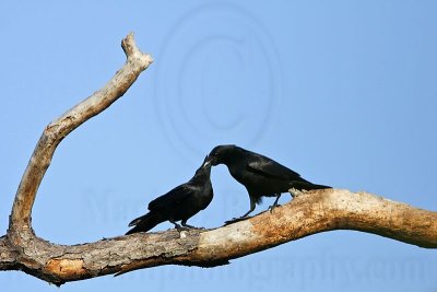 _MG_8621 Fish Crow.jpg
