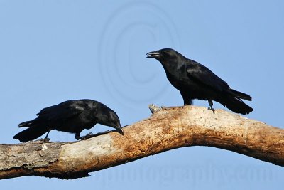 _MG_8641 Fish Crow.jpg