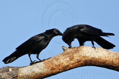 Fish Crow Allofeeding & Allopreening - April 2008