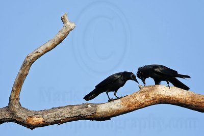 _MG_8655 Fish Crow.jpg