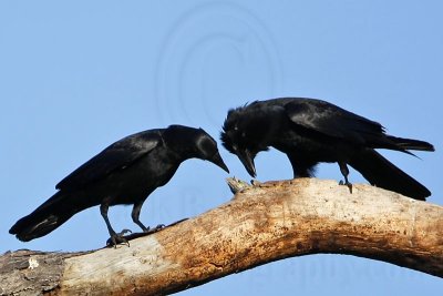 _MG_8655crop Fish Crow.jpg