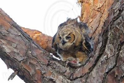 _MG_0071 Great Horned Owl.jpg