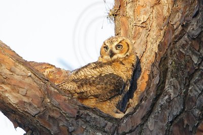 _MG_0138 Great Horned Owl.jpg