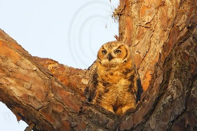 _MG_0173 Great Horned Owl.jpg