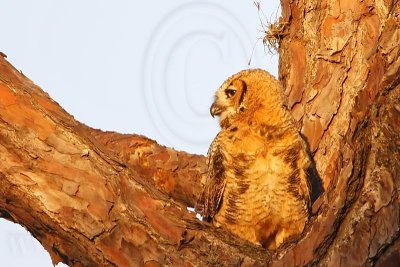 _MG_0202 Great Horned Owl.jpg