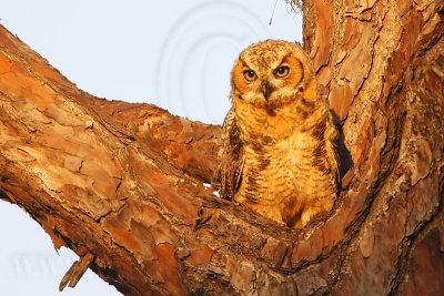 _MG_0219 Great Horned Owl.jpg