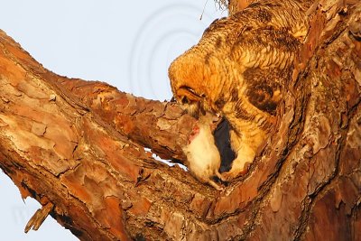 _MG_0261 Great Horned Owl.jpg