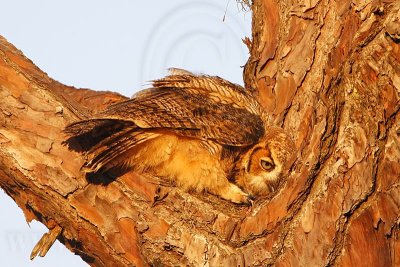 _MG_0274 Great Horned Owl.jpg
