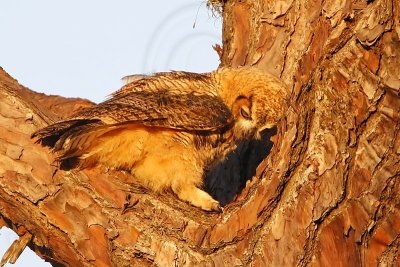 _MG_0276 Great Horned Owl.jpg