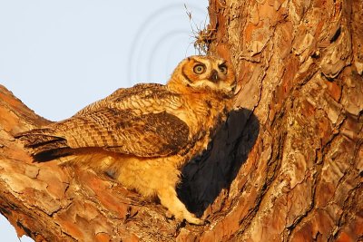 _MG_0288 Great Horned Owl.jpg