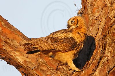 _MG_0306 Great Horned Owl.jpg