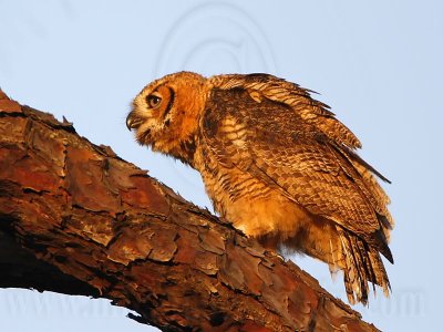 _MG_0323 Great Horned Owl.jpg