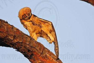 _MG_0440 Great Horned Owl.jpg