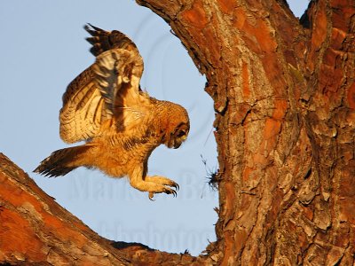 Great Horned Owl April 2008