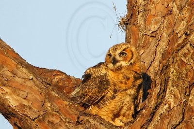 _MG_0518 Great Horned Owl.jpg