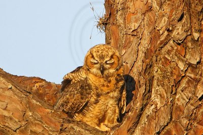 _MG_0522 Great Horned Owl.jpg