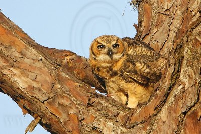 _MG_0675 Great Horned Owl.jpg