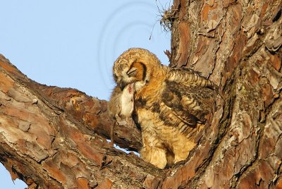 Great Horned Owl: Food