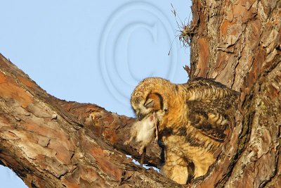 _MG_0745 Great Horned Owl.jpg