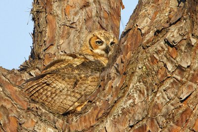 _MG_0770 Great Horned Owl.jpg