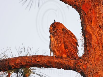 _MG_9705 Great Horned Owl.jpg