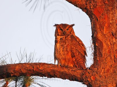 _MG_9737 Great Horned Owl.jpg