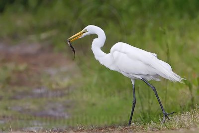 _MG_7185 Great Egret.jpg