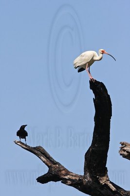 _MG_0920 Fish Crow & White Ibis.jpg