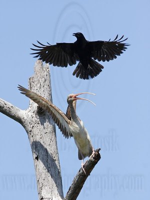 _MG_1086 Fish Crow & White Ibis.jpg