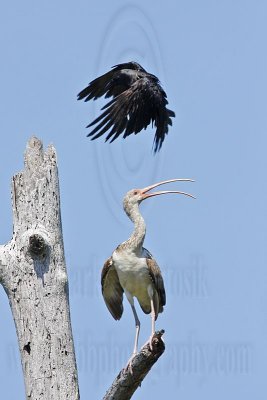 _MG_1100 Fish Crow & White Ibis.jpg