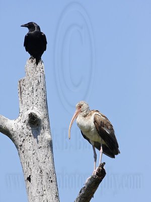 _MG_1118 Fish Crow & White Ibis.jpg