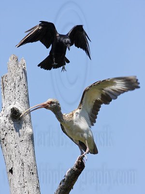 _MG_1119 Fish Crow & White Ibis.jpg