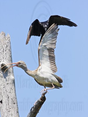 _MG_1120 Fish Crow & White Ibis.jpg