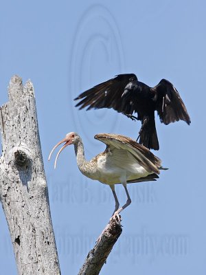 _MG_1141 Fish Crow & White Ibis.jpg