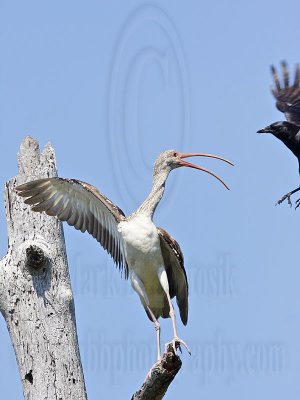_MG_1162 Fish Crow & White Ibis.jpg