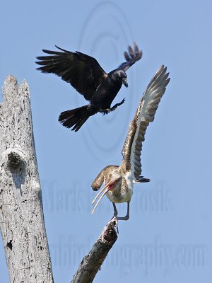 _MG_1170 Fish Crow & White Ibis.jpg