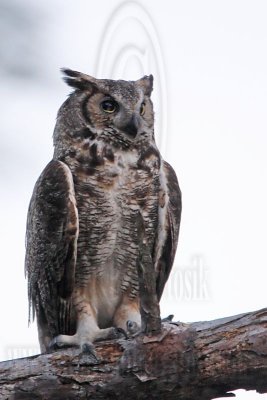 _MG_3028 Great Horned Owl.jpg