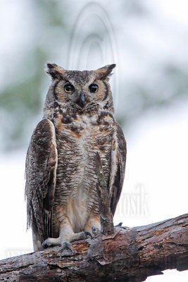 _MG_3044 Great Horned Owl.jpg
