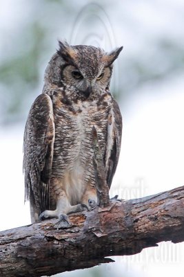 _MG_3055 Great Horned Owl.jpg