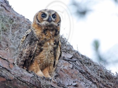 _MG_3132 Great Horned Owl.jpg