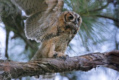 _MG_3323 Great Horned Owl.jpg