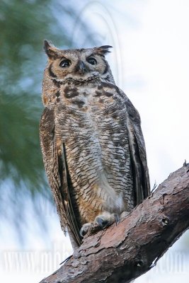 _MG_3500 Great Horned Owl.jpg