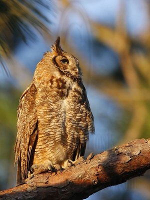 _MG_3705 Great Horned Owl.jpg