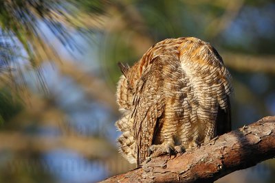 _MG_3740 Great Horned Owl.jpg
