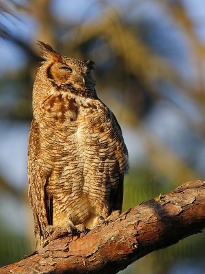 _MG_3748 Great Horned Owl.jpg