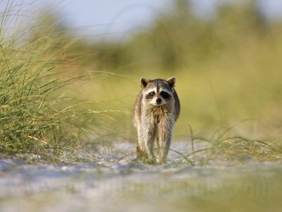 Osprey - Natural Enemies - Raccoon