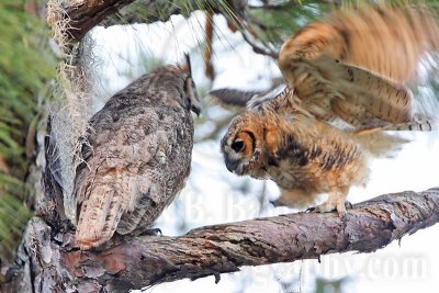 _MG_7585 Great Horned Owl.jpg