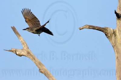 _MG_8177 Gray Kingbird.jpg