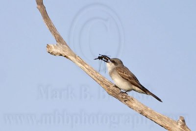 _MG_8182 Gray Kingbird.jpg